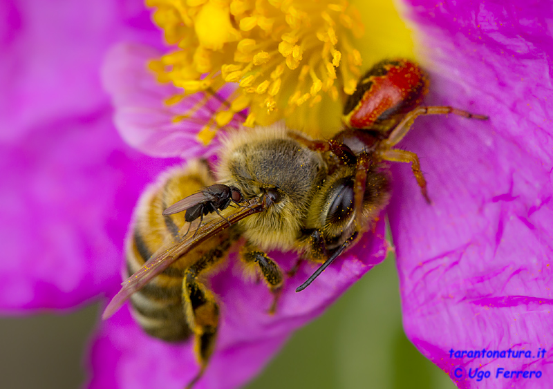 Synema globosum